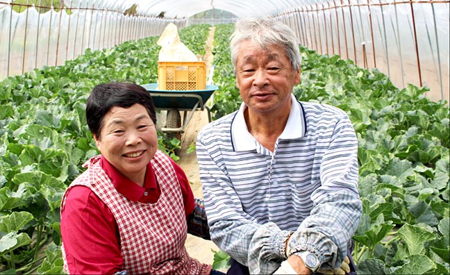 メロンの名産地・熊本でメロンを栽培しているベテラン生産者