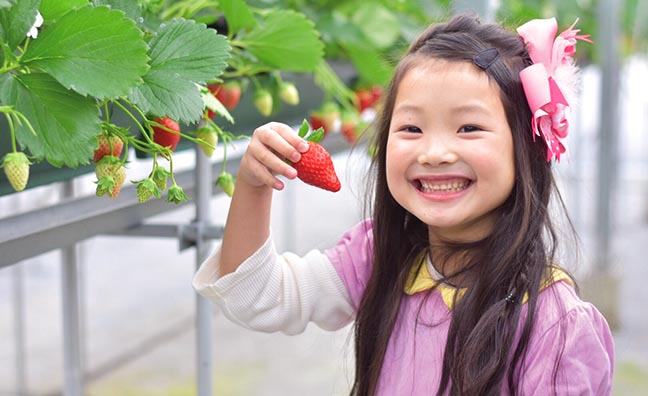 小さなお子様からご年配の方まで人気のフルーツいちご。一粒食べればその美味しさに笑顔があふれます。
