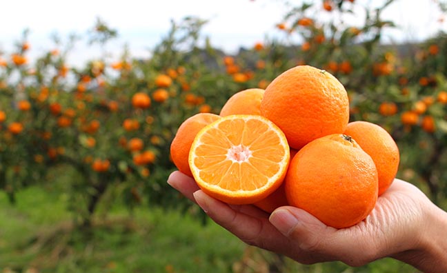柑橘類の中でも特に味が濃厚で甘いクレメンティン。
