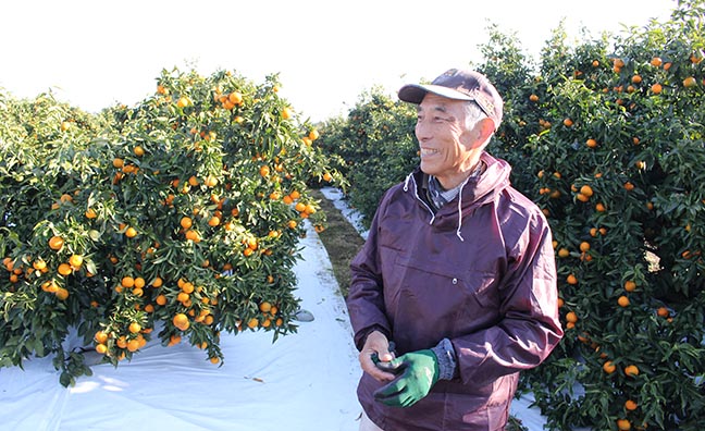 太良町をクレメンタインの一大産地にするべく努力を重ねている山口柑橘園