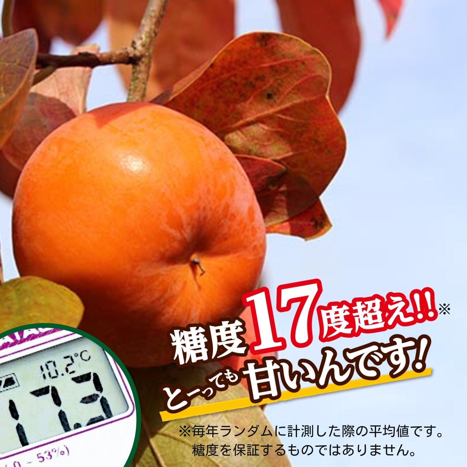 毎年平均糖度17度越えの甘い富有柿。高糖度の甘い柿なので例年リピーター続出の人気フルーツです