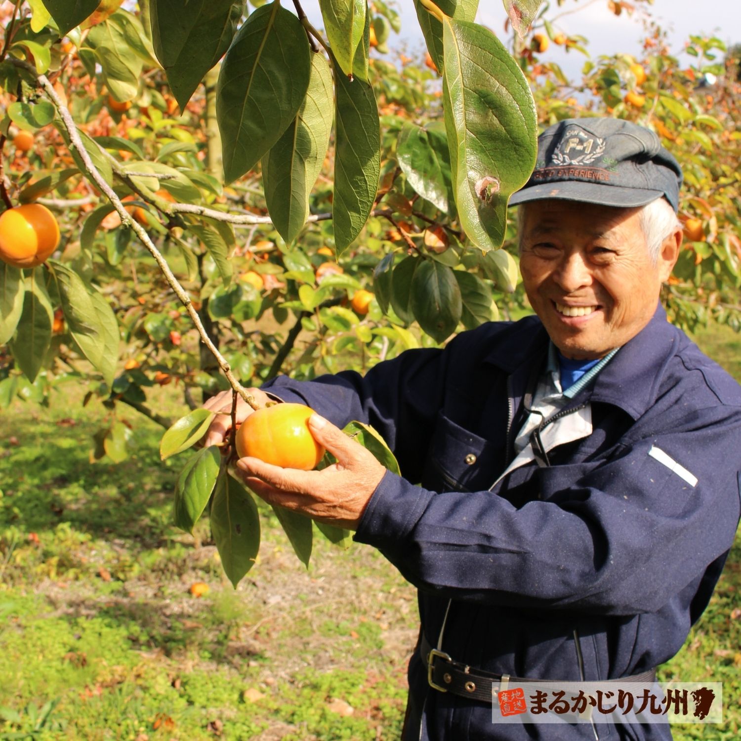 美味しい柿の栽培方法について笑顔で語る横溝さん。まるかじり九州では長年にわたり柿を出荷してくださっています。