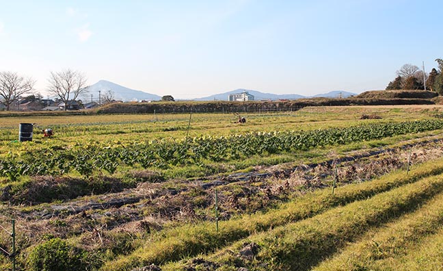 糸島の豊かな環境で農業を始める移住農家も数多くいます。