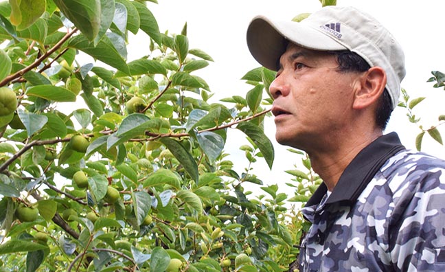 栽培方法について熱く語ってくださった矢野さん。丹精込めて柿を栽培しています。
