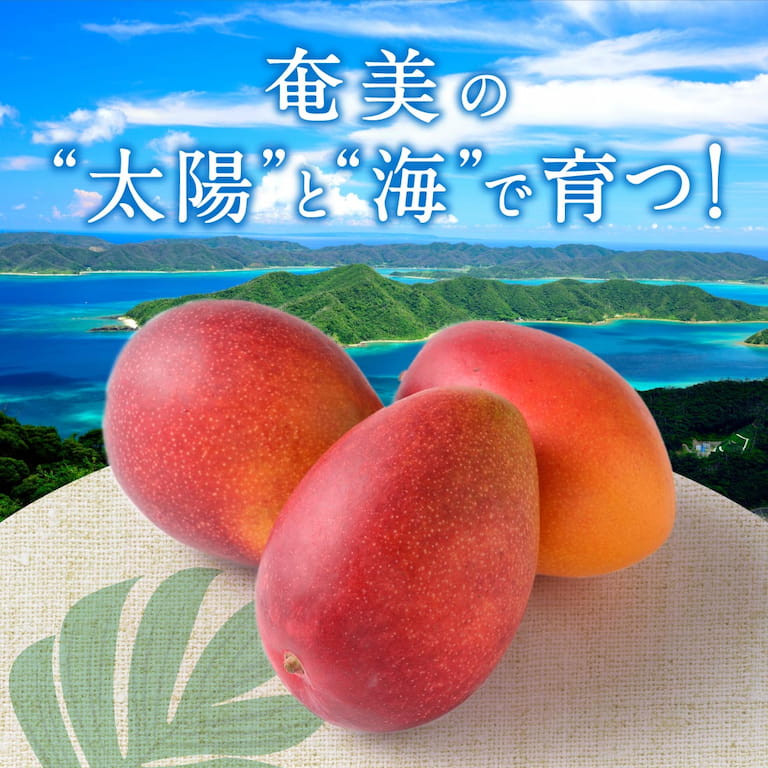 奄美の“太陽”と“海”に育まれたマンゴー