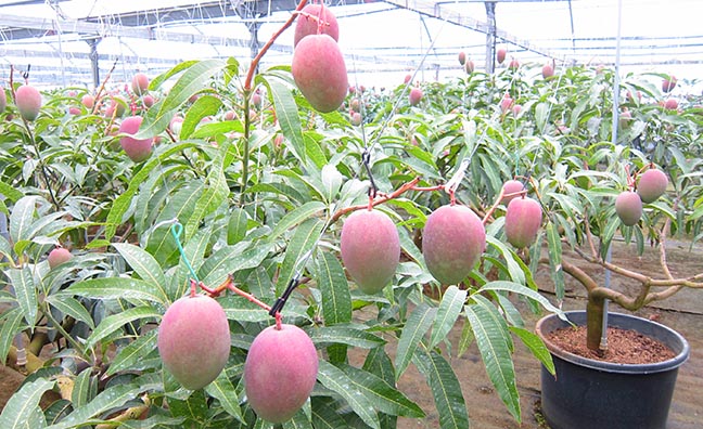 お値段の秘密は無加温栽培。九州の中でも奄美大島という温暖な気候だからこそ、ハウスを温めない無加温栽培が可能になったのです。