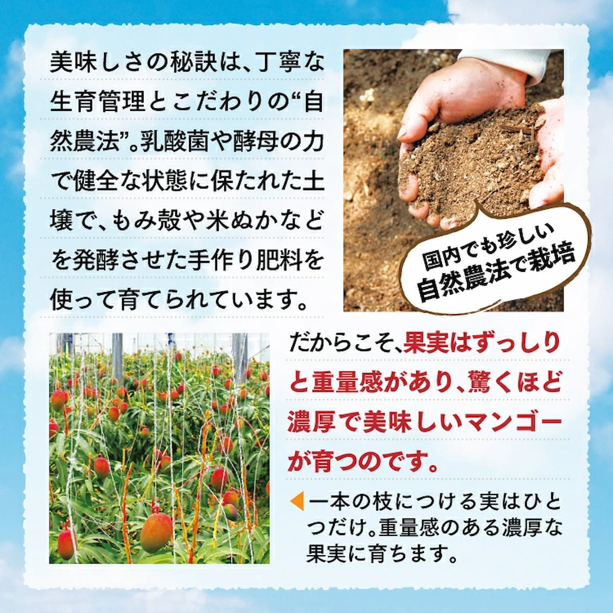 完熟 沖縄マンゴーの農場