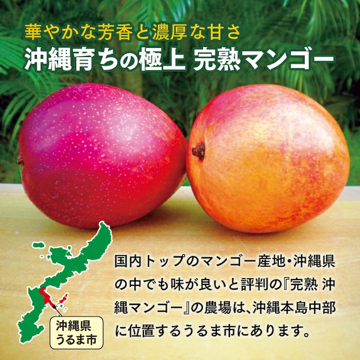 国内トップのマンゴー産地・沖縄県の中でも味が良いと評判の『完熟 沖縄マンゴー』の農場は、沖縄本島中部に位置するうるま市にあります。