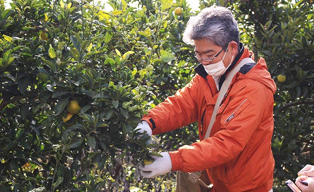 美味しくて安心できる柑橘を食べて欲しいと30年以上柑橘栽培と向き合ってきた佐藤農場の宮本さん。