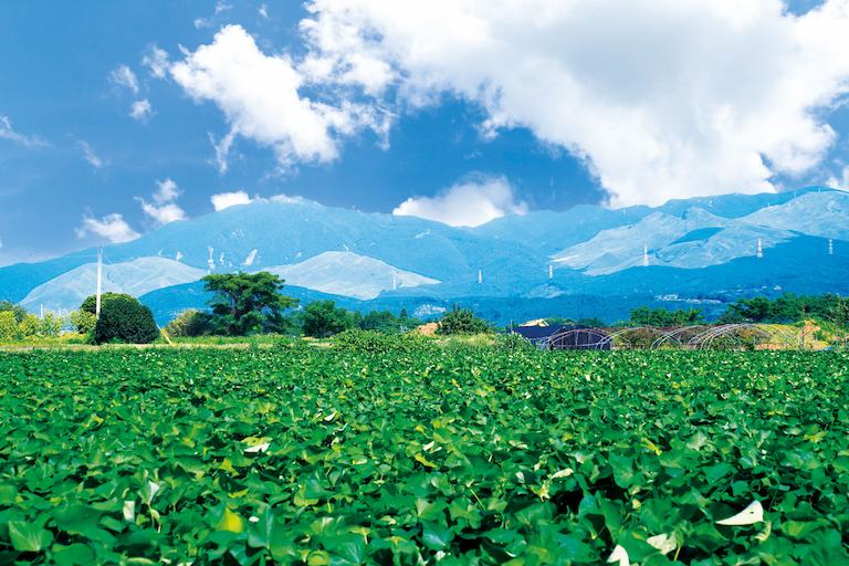 今回お届けするシルクスイートが栽培されているのは全国でも有数のさつまいもの産地、熊本県