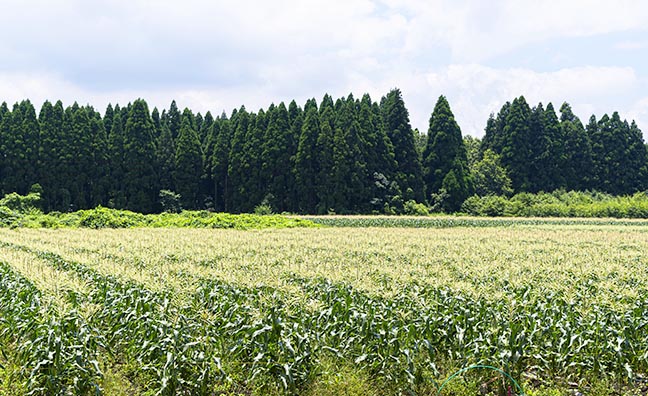 とうもろこしの栽培で知られる大分県の菅生地区。トウモロコシの生育に適した寒暖差の大きな気候が特徴です。
