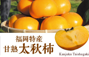福岡特産 甘熟太秋柿