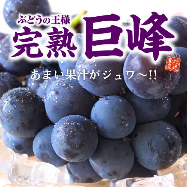 福岡特産「朝採り完熟巨峰」(約1.5kg)