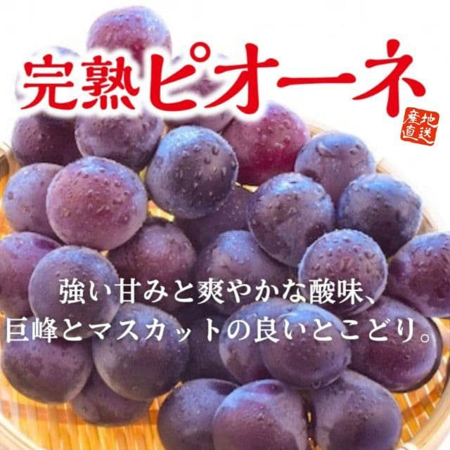 福岡県産「完熟ピオーネ」(約1.2kg)