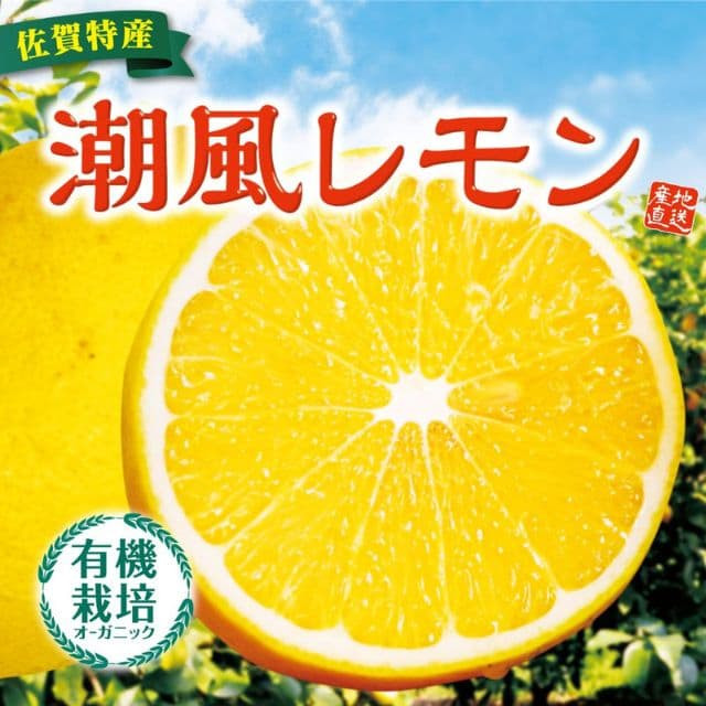 佐賀特産「潮風レモン」(約1kg)