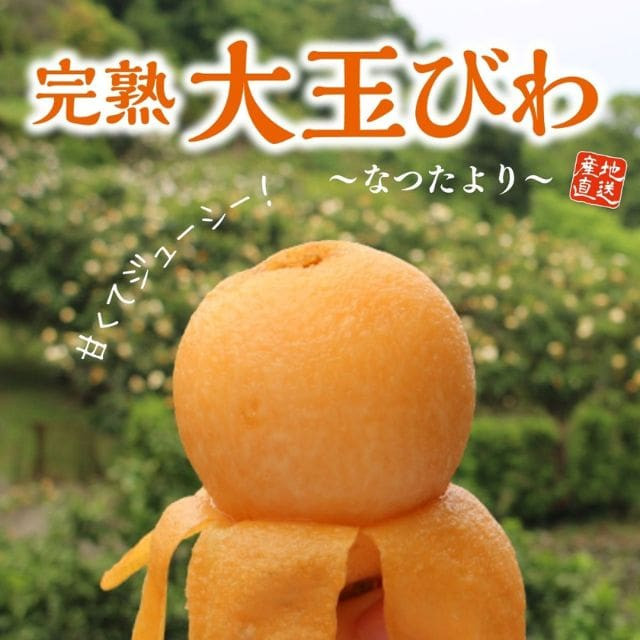 長崎特産「完熟大玉びわ」なつたより(約500g・9玉入)