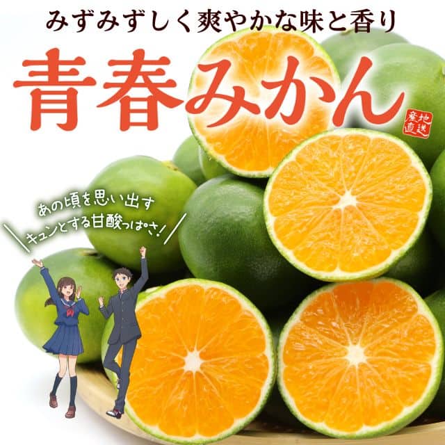 熊本県産「青春みかん」極早生(約2.5kg)
