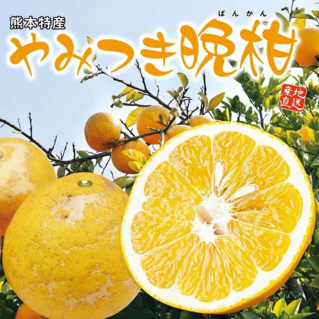 熊本県産「やみつき晩柑」(約2kg)