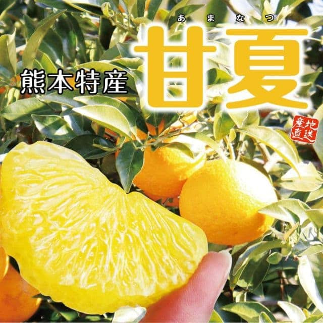 熊本県産「甘夏」(約2kg)