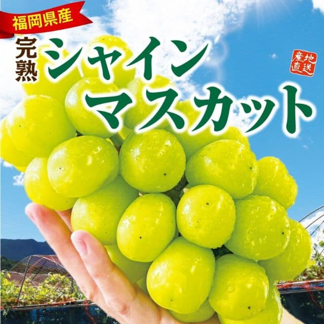 福岡県産「完熟シャインマスカット」(約800g以上)