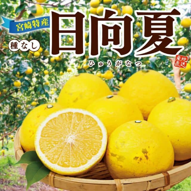 宮崎県産「日向夏」(約1kg)