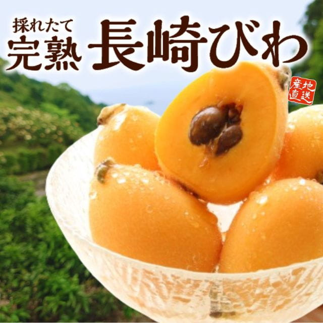 長崎県産「完熟長崎びわ」(約500g・12玉入)