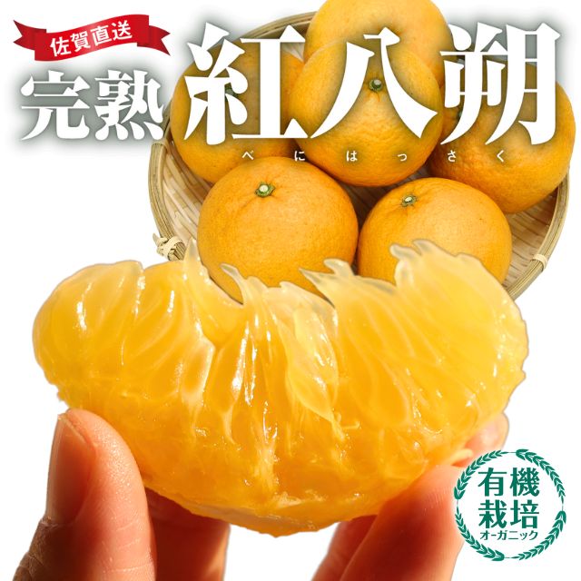 佐賀県産「完熟　紅八朔」（約２kg）